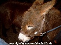 ich bin �n ganz liewer