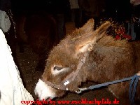 gleich fr�ss ich dich
