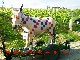 Esel Sonia Delaunay - anklicken f�r Infos
