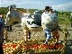 Esel Xaver - klichen f�r Infos